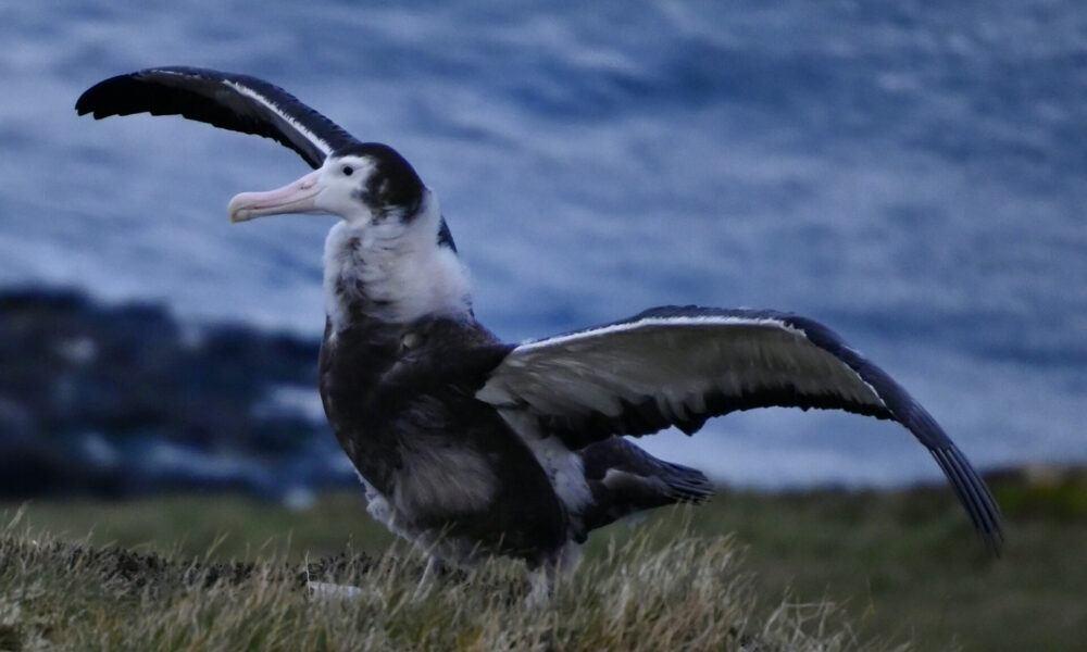 Albatros