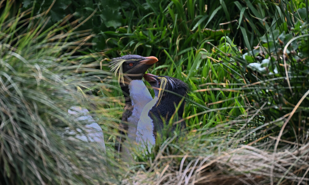 Gorfous sauteurs de St Paul