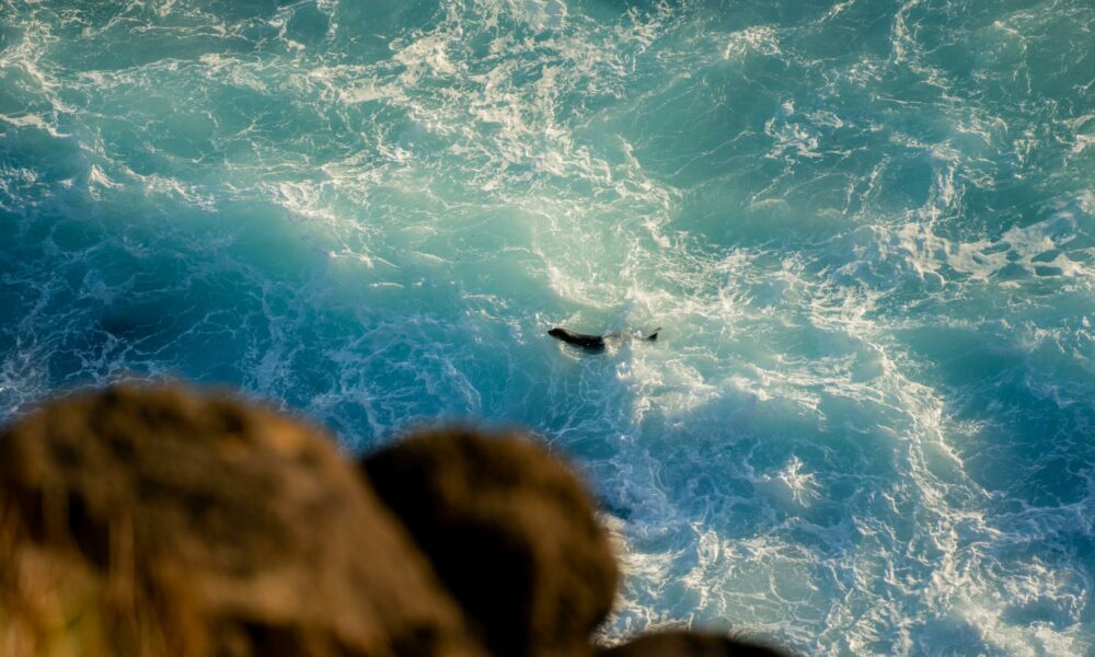 Otarie dans l'eau