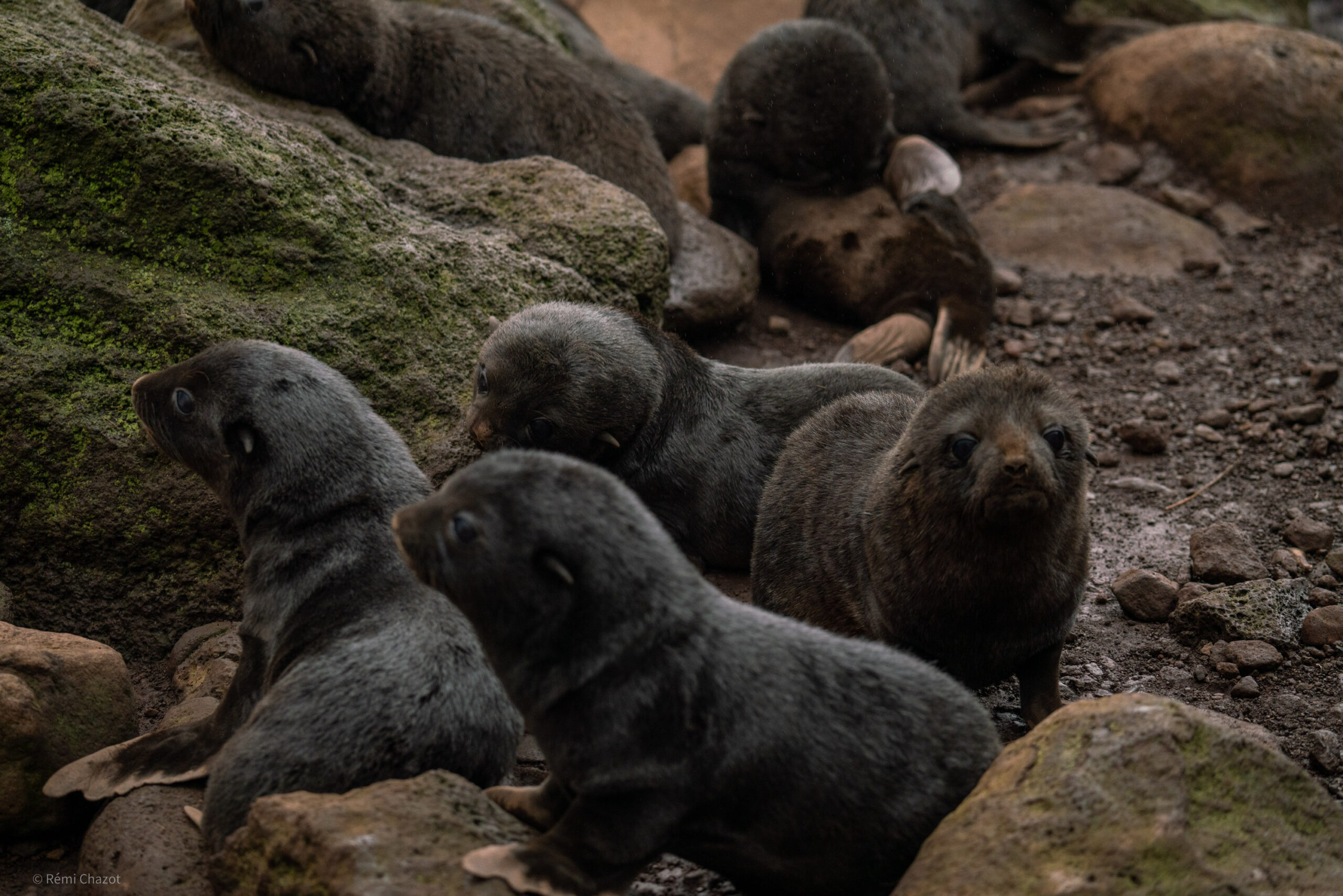 jeune otarie "pups"