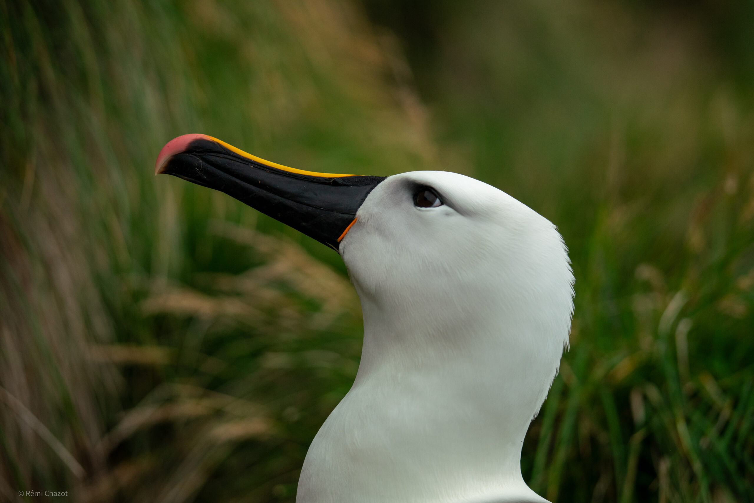 Albatros à Bec Jaune - photo Amsterdam 