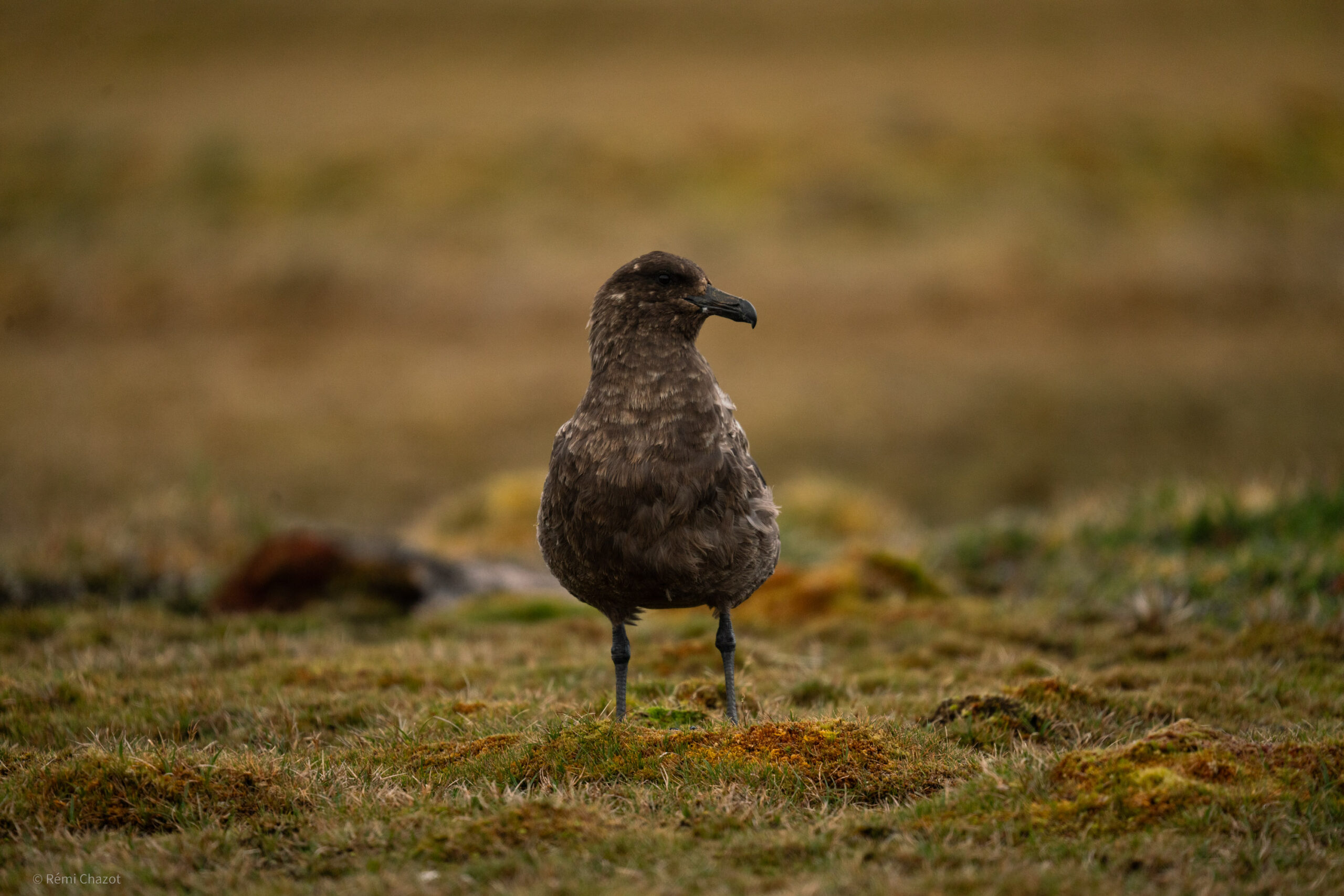 Skua - Photos d'animaux de île Amsterdam