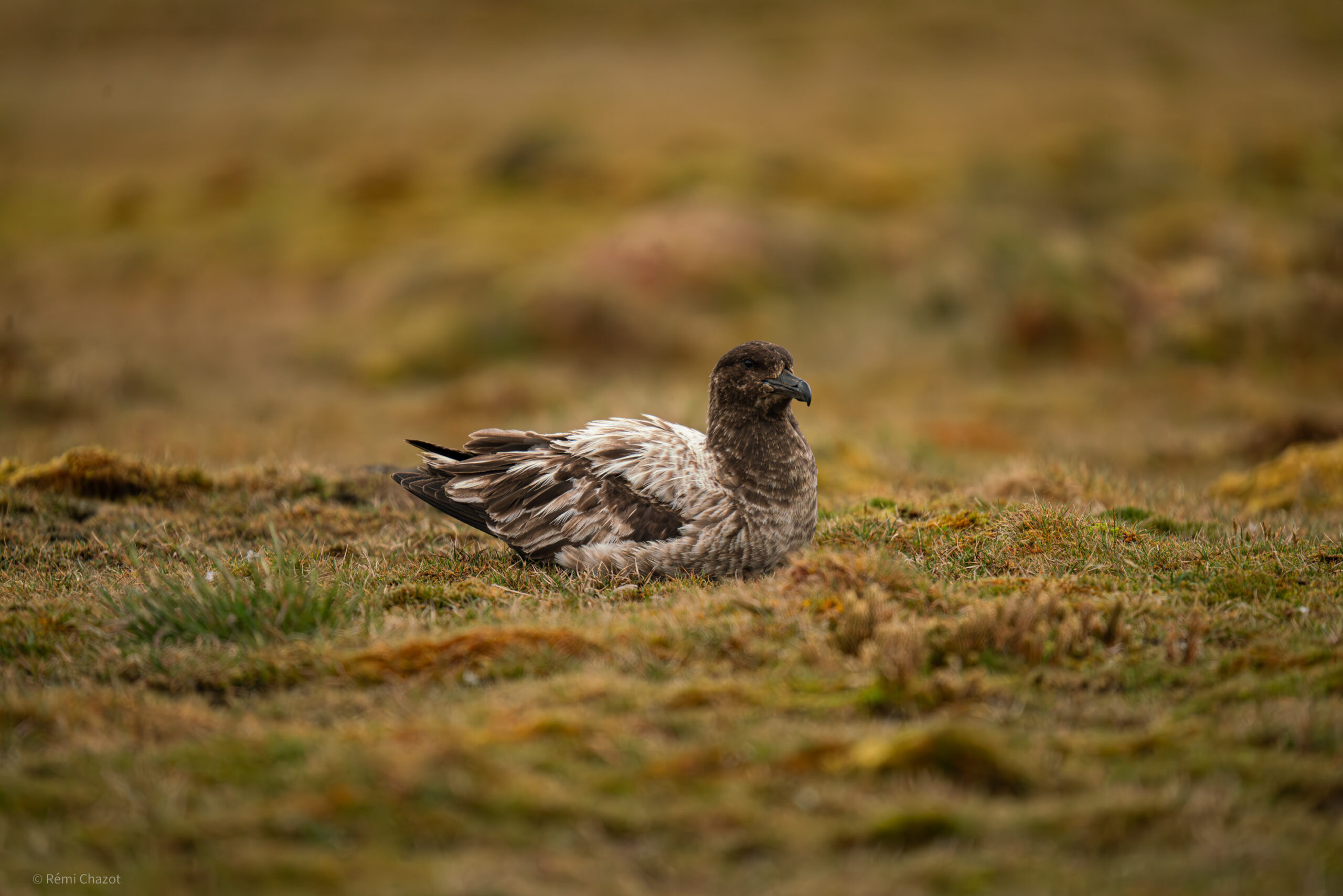 Skua - Photos d'animaux de île Amsterdam