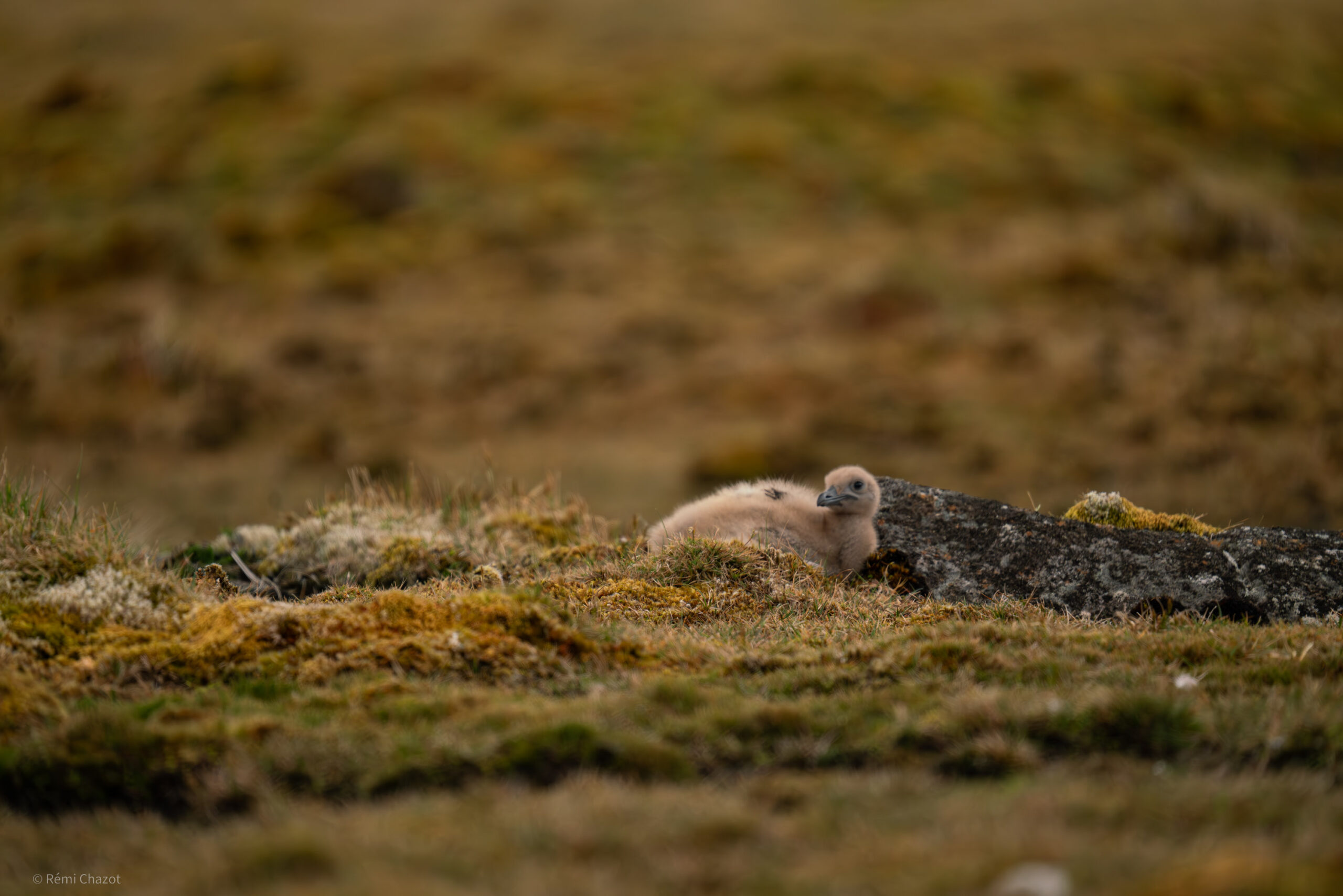 Poussin de Skua - Photos d'animaux de île Amsterdam