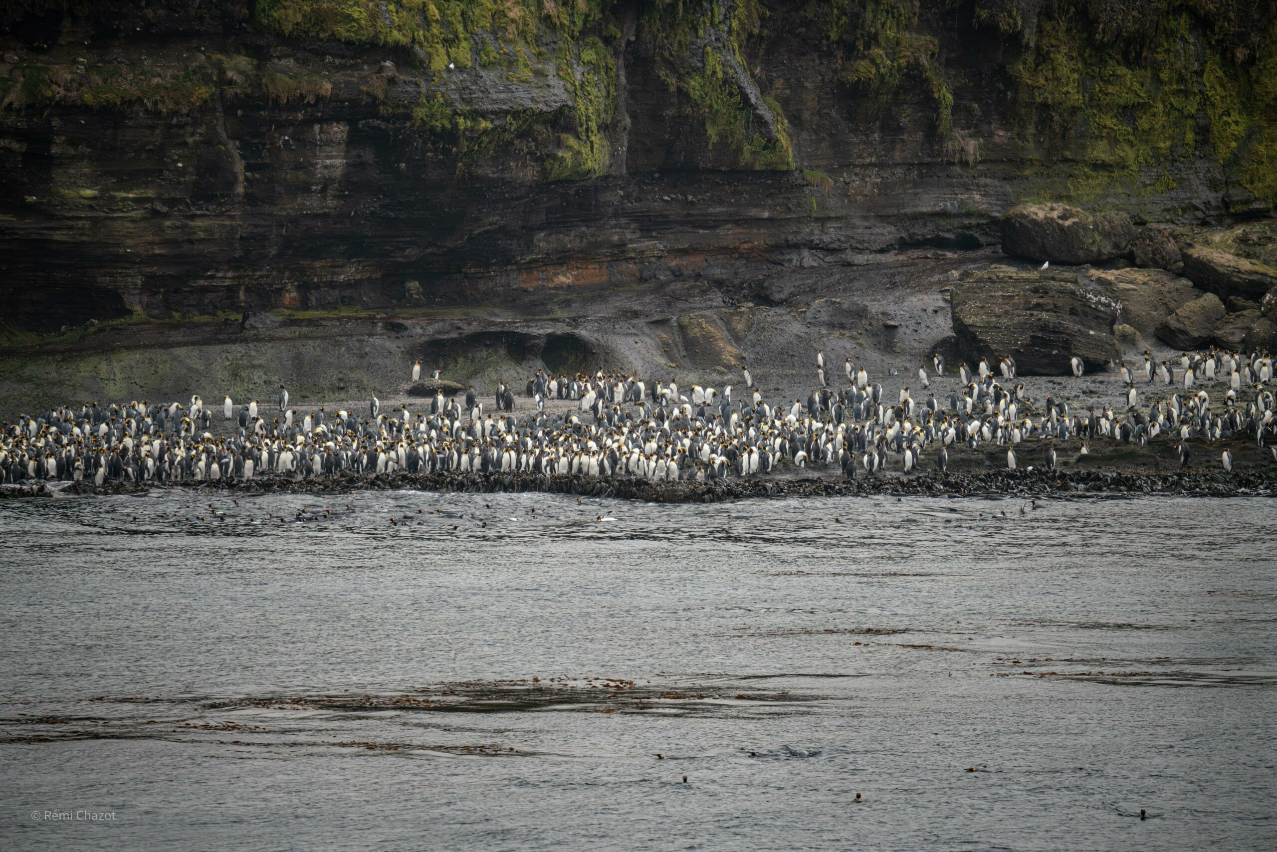 Manchots de la Baie des Marin, île de la Possession, Archipel de Crozet