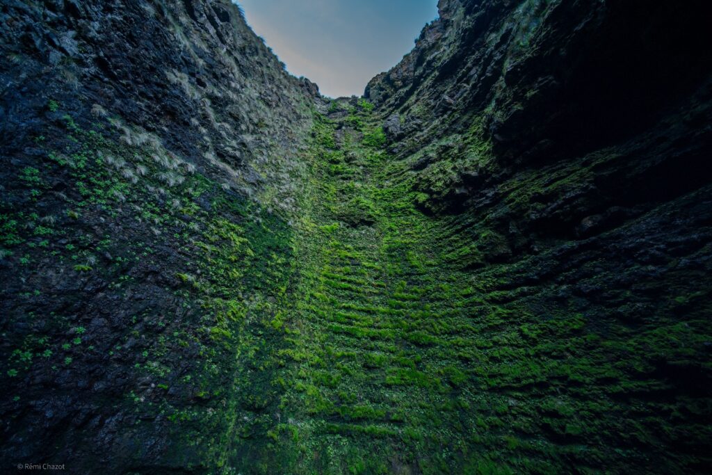 Le mur végétal dans les grandes ravines, refuges d'amsterdam